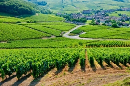 Новости рынка → Виноградники во Франции вызывают все больший интерес